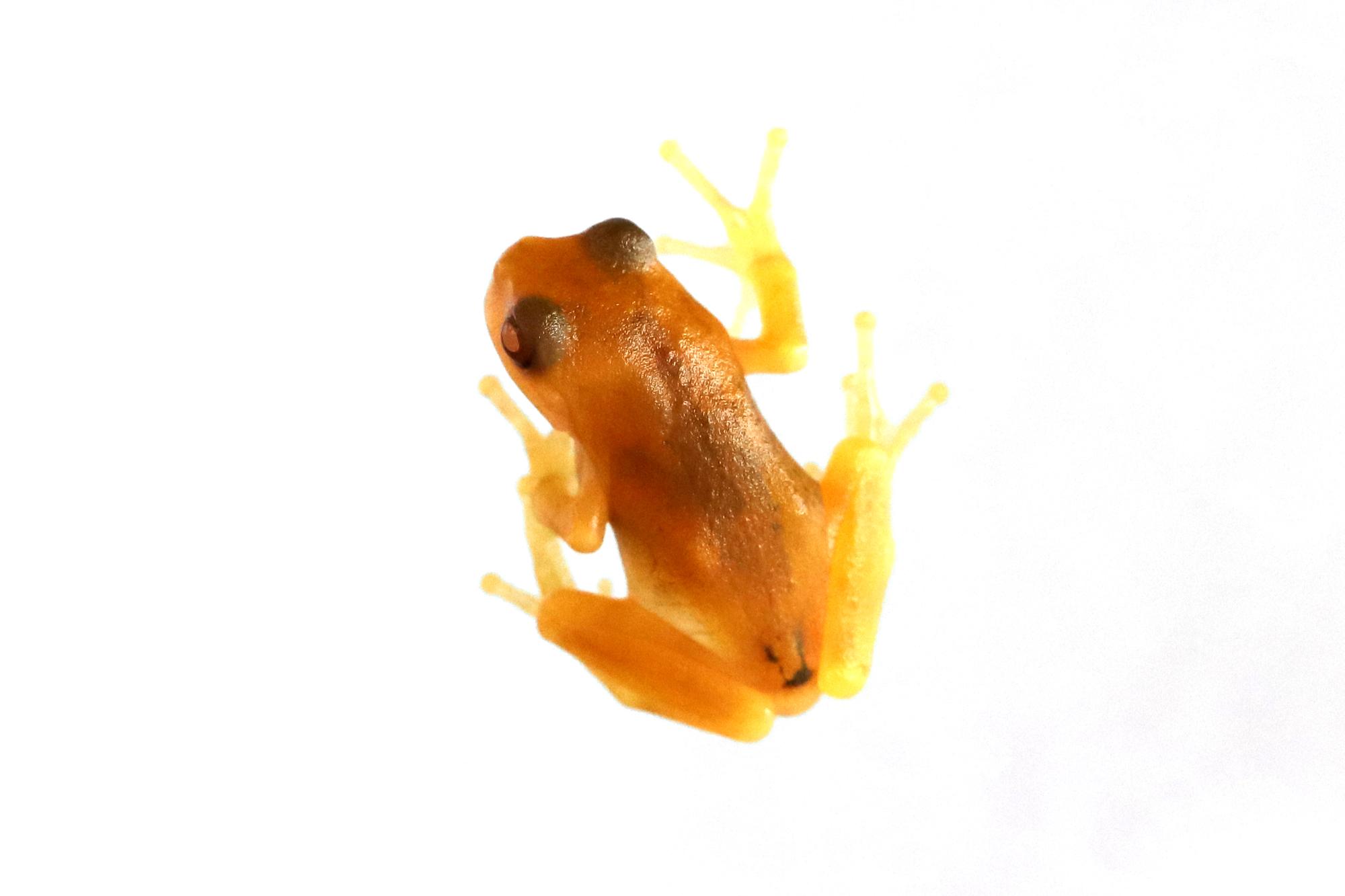 アルビノの二ホンアマガエル