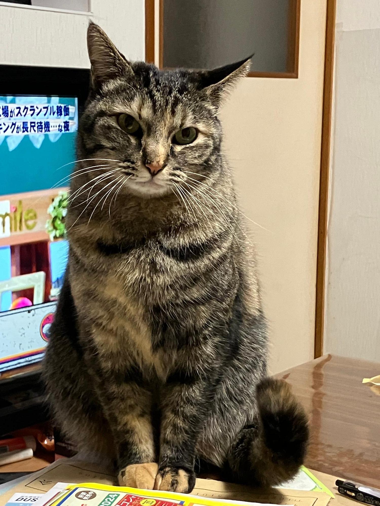 猫画像