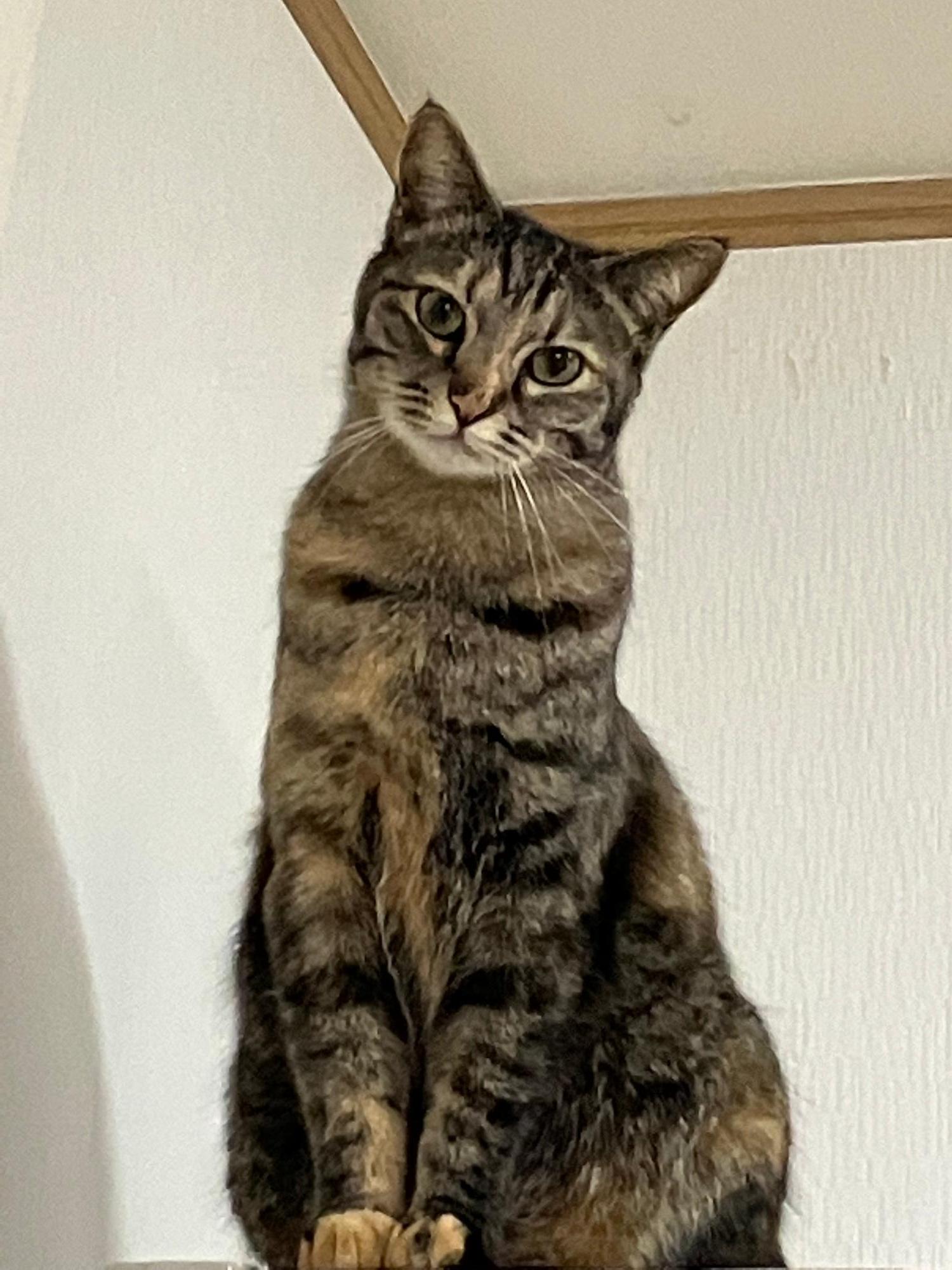 猫画像