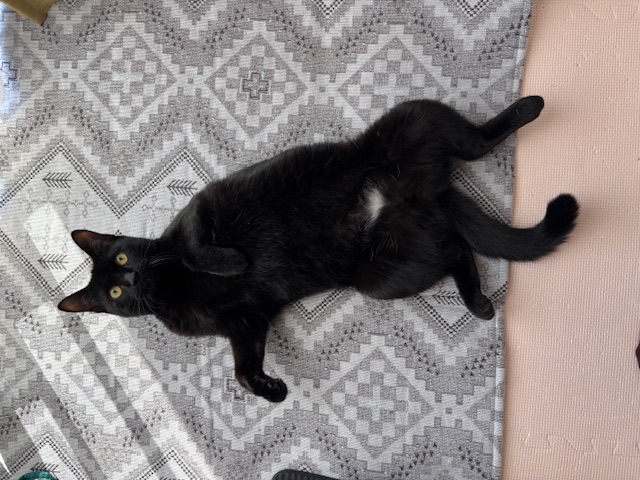 クロネコ
