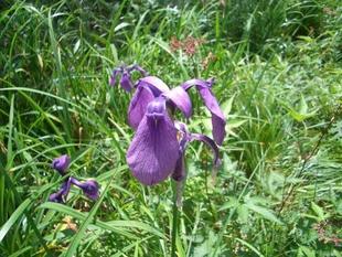 緑色の葉の中で紫色の花びらが咲いているショウブの写真