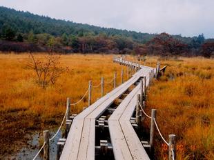 沼ッ原湿原の遊歩道の左右にオレンジ色の草の紅葉が広がっている写真