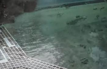 水清館の温泉の透明な湯が張られている浴場の写真