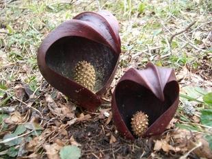 茶色の葉がくるまっているように生えているザゼンソウの写真