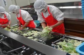 白い作業着に身を包んで赤いエプロンを付けている職員が作業台で野菜を洗っている写真