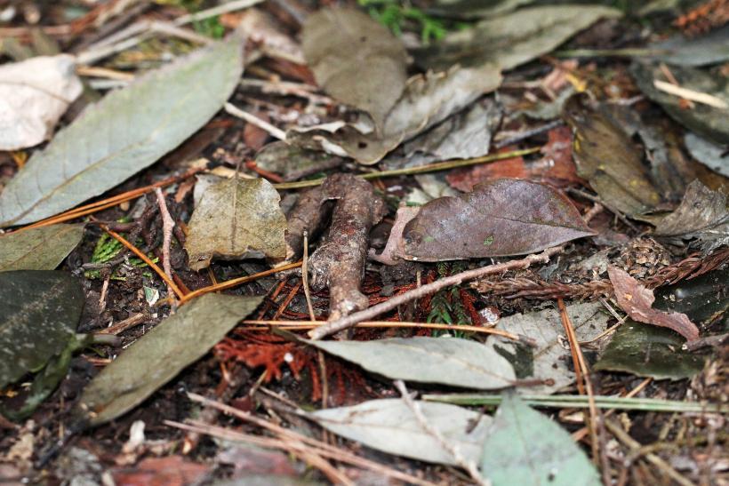 草原の上で木の葉に擬態するアケビコノハの写真