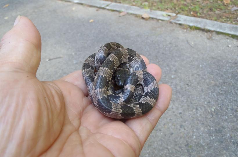 手のひらの上でとぐろを巻くシロマダラの写真