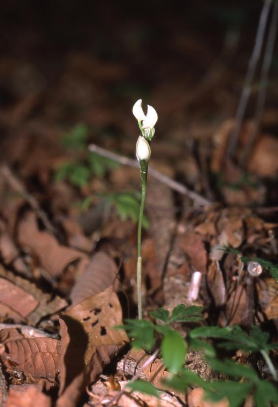 白い花を咲かせたユウシュンランの写真