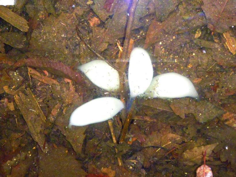 白い水中花と言われているクロサンショウウオの卵の写真