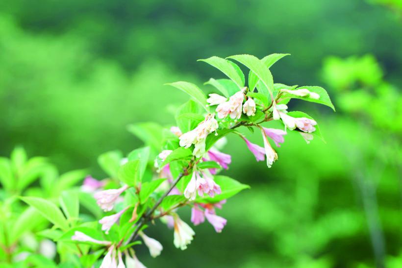 花の色がピンク色になったニシキウツギの写真