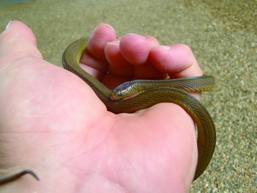 手ひらに乗ったタカチホヘビの写真