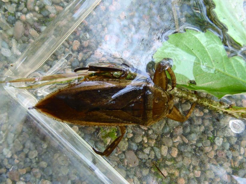 幻の生物になりつつある貴重なタガメの写真