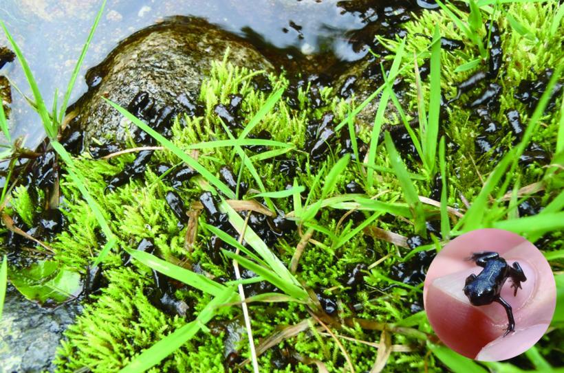 池の端に上陸する黒いアズマヒキガエルの写真