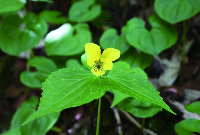 黄色い花びらのミヤマキスミレの花の写真
