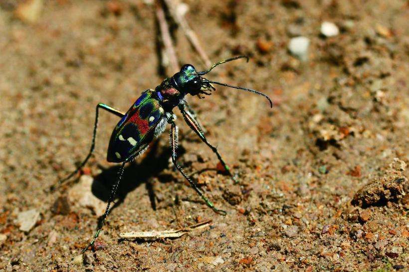 カラフルな斑紋で彩られたハンミョウの写真