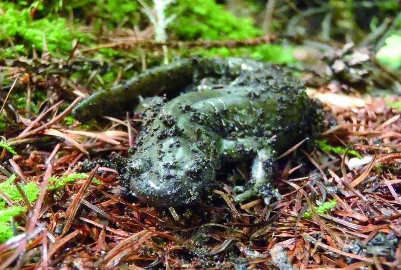 昨年の調査時に出会った枯葉の上にいるクロサンショウウオのクロ君の写真