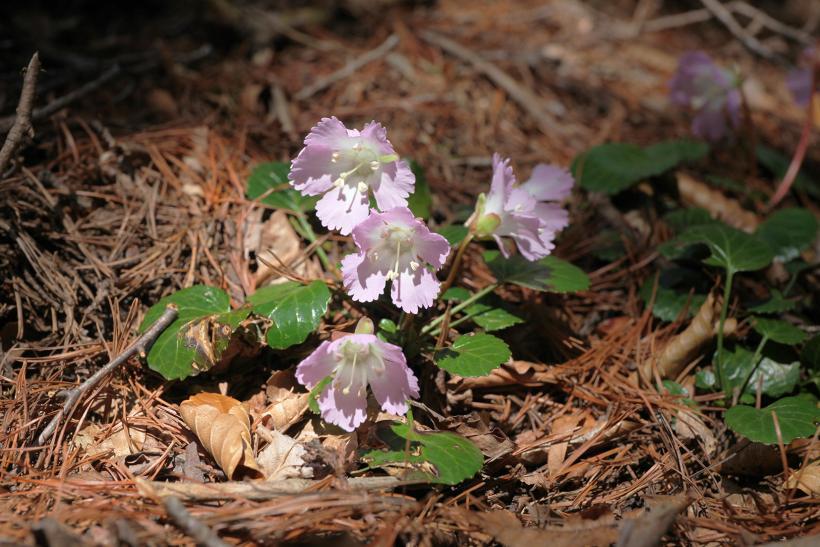 ピンク色の花びらのイワウチワの花の写真