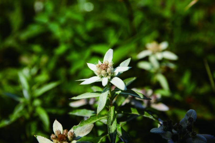 白い花びらが特徴のウスユキソウの写真