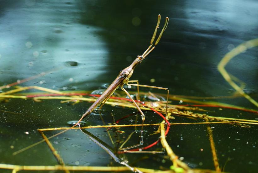 水上でたたずんで体を乾かしているミズカマキリの写真