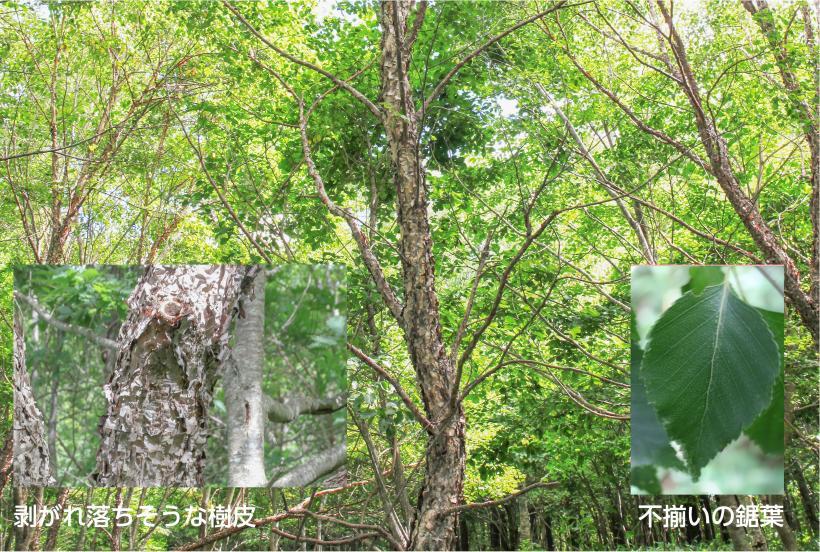 剥がれ落ちそうな樹皮と、不揃いの鋸葉が特徴的なヤエガワカンバの写真