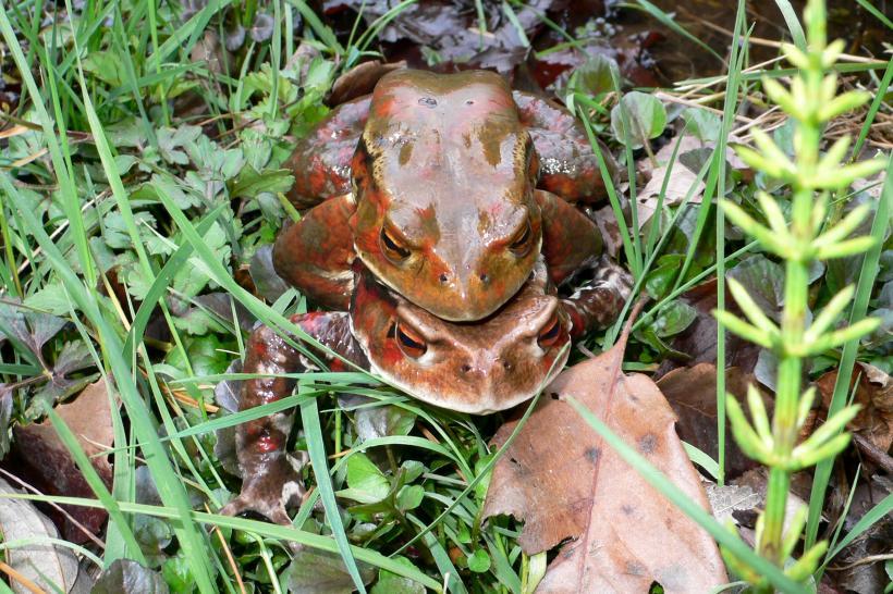 草叢にいる成長した土色のアズマヒキガエルの写真