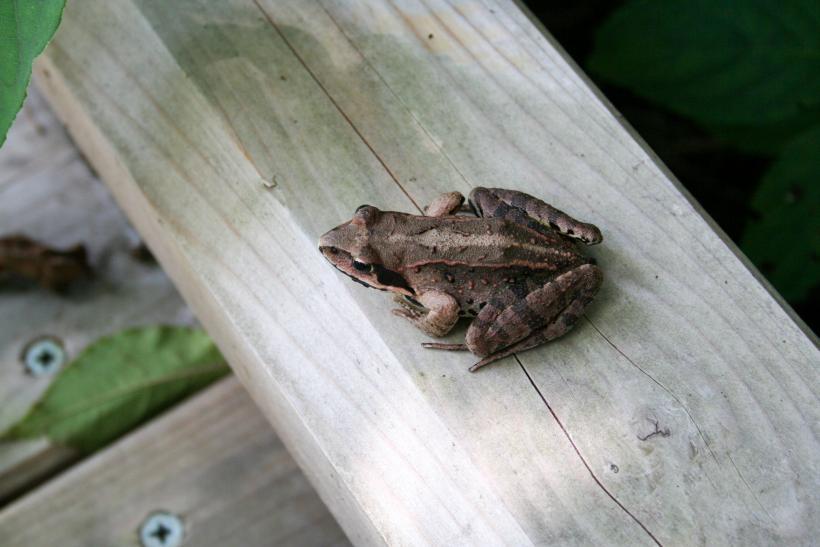 木の板にとまっている土色のヤマアカガエルの写真