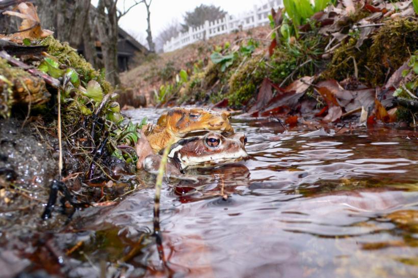 水が流れる用水路のような土などが写っている中で真ん中の方に写る茶色いカエルの写真