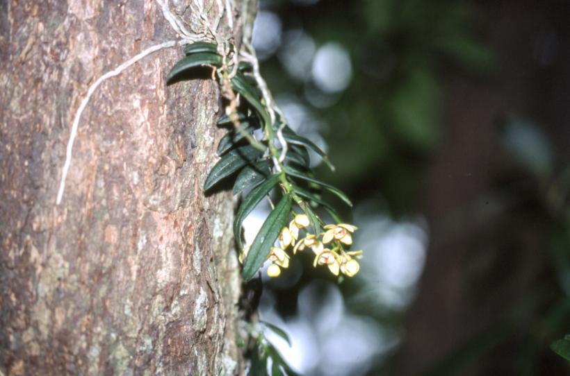 クリーム色の花が満開のカヤラン写真