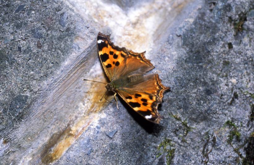 標高の高い山地に生息するエルタテハの写真