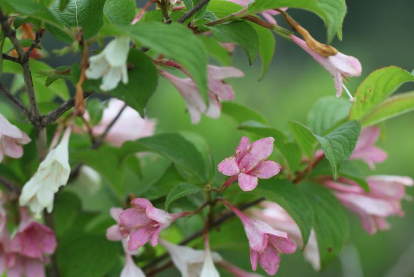 小さな花を咲かせるニシキウツギの写真