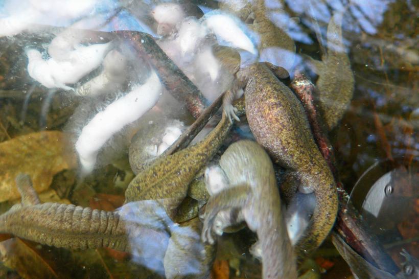 水辺で産卵しているクロサンショウウオの写真