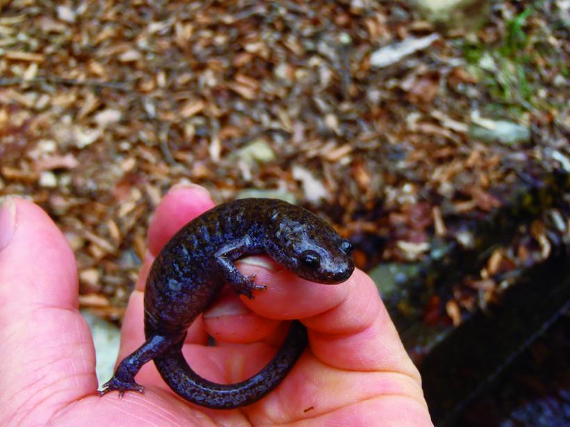 指に乗ったトウホクサンショウウオ(オス)の写真