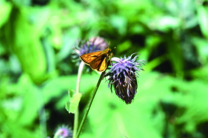 羽が黄色を帯びている花にとまっているコキマダラセセリの写真