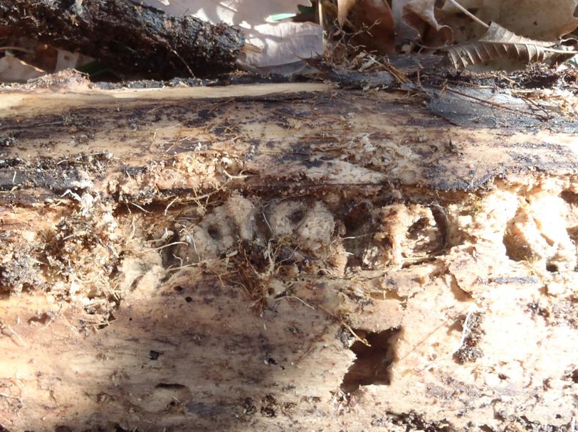 コクワガタの産卵痕の写真