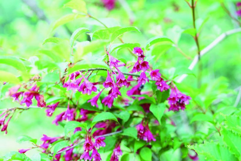 真っ赤な花のベニバナニシキウツギの写真