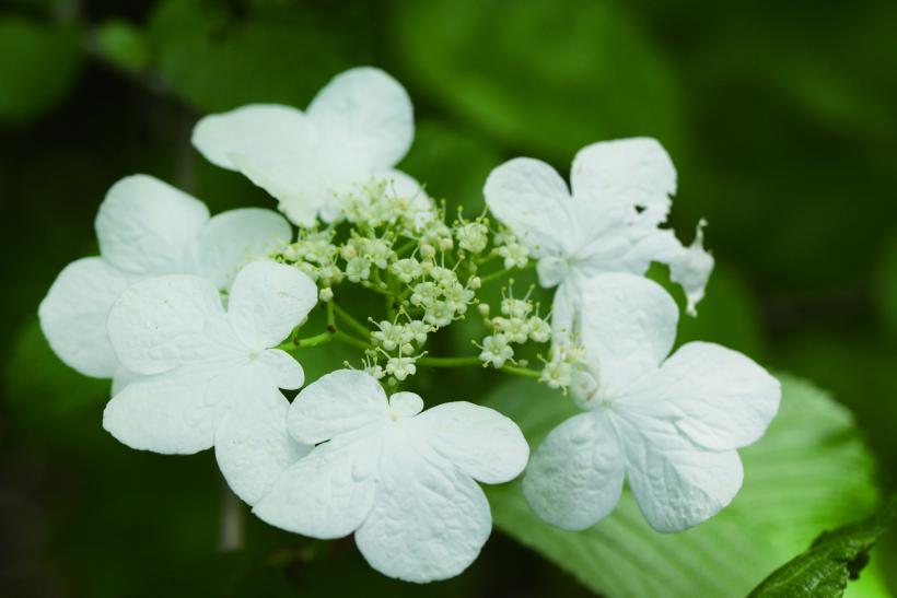 白い花びらを広げたヤブデマリの花の写真