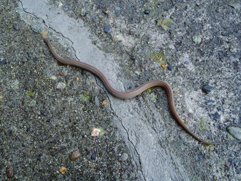 地面を移動するタカチホヘビの写真