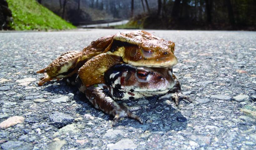 アズマヒキガエルのオスとメスが上下に重なっている写真
