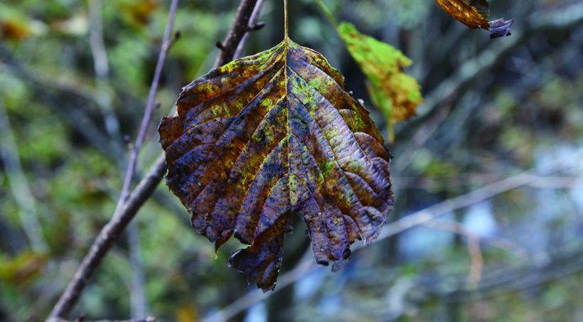 きれいな紅葉にならない枯れ葉の写真