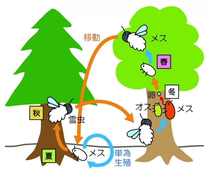 雪虫の生態が描かれたイラスト