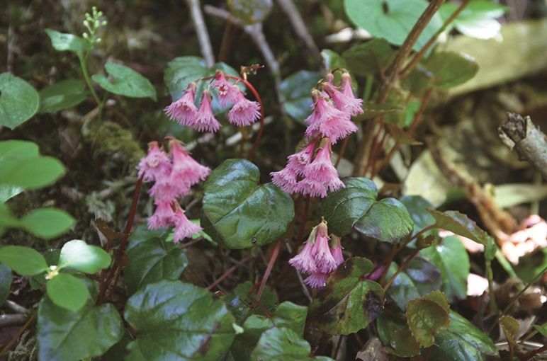 淡紅色の花びらを咲かせていたイワカガミの花の写真
