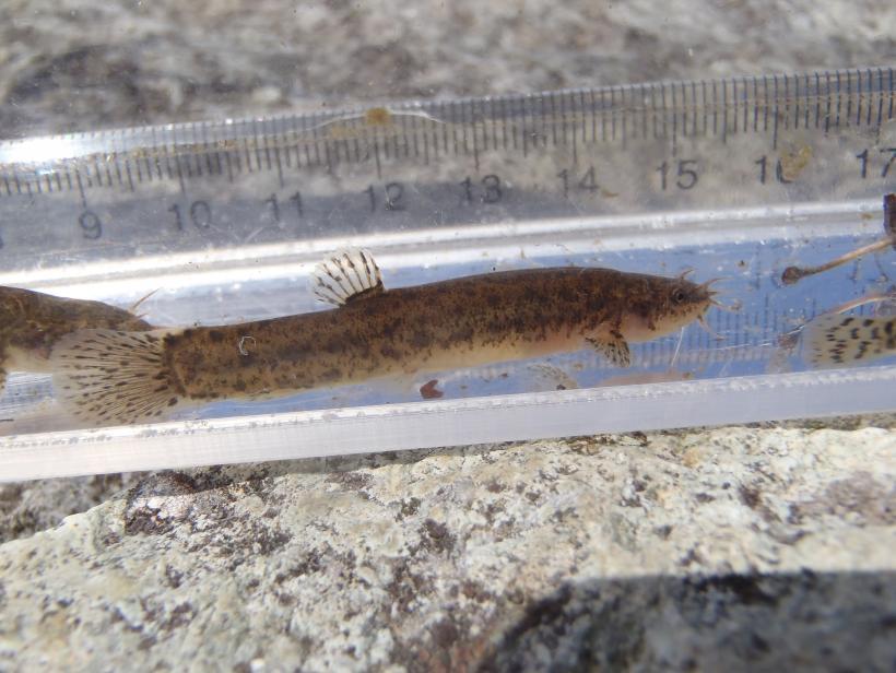 体長約7cmのホトケドジョウ(成魚)の写真