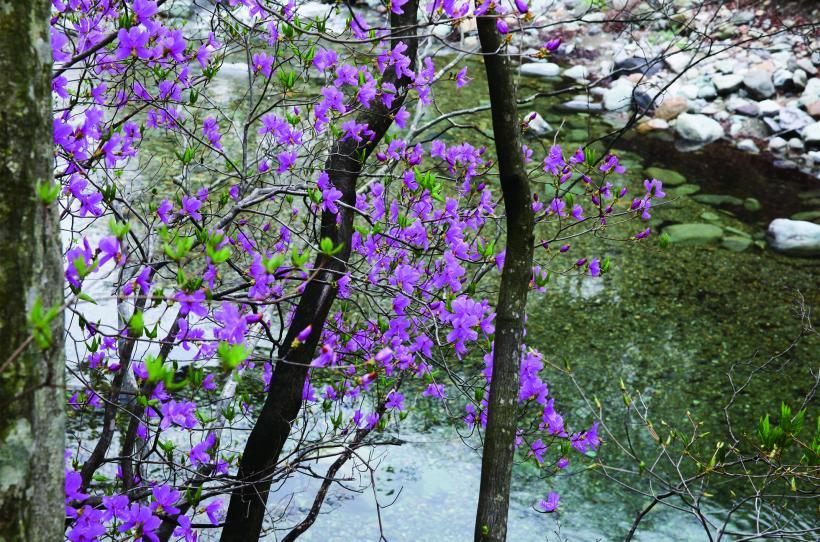紫色の花びらが咲いたトウゴクミツバツツジの写真