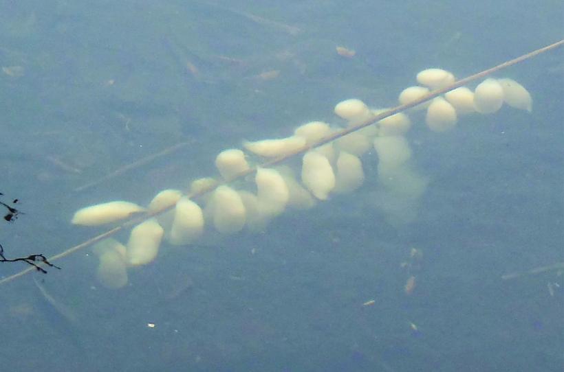 水辺に浮かぶ黄色いクロサンショウウオの卵嚢の写真