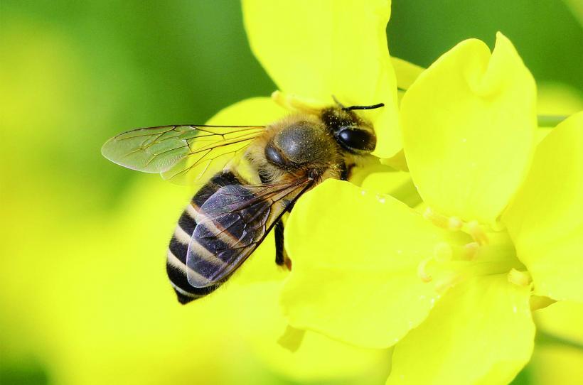 黄色い花に止まった本物のニホンミツバチの写真