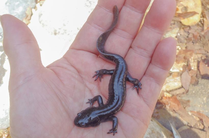 手の平に乗った黒色のトウホクサンショウウオの写真