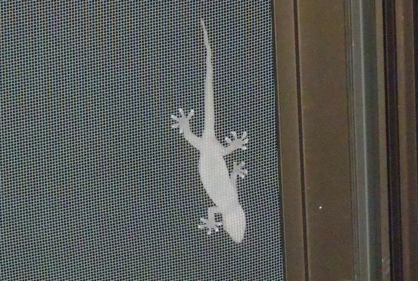 網戸の上を移動しているニホンヤモリの写真