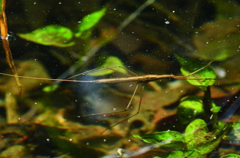 水中を泳ぐミズカマキリの写真