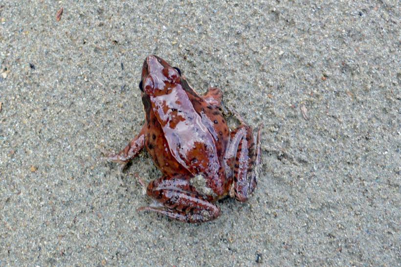 地面にいる赤色のニホンアカガエルの写真