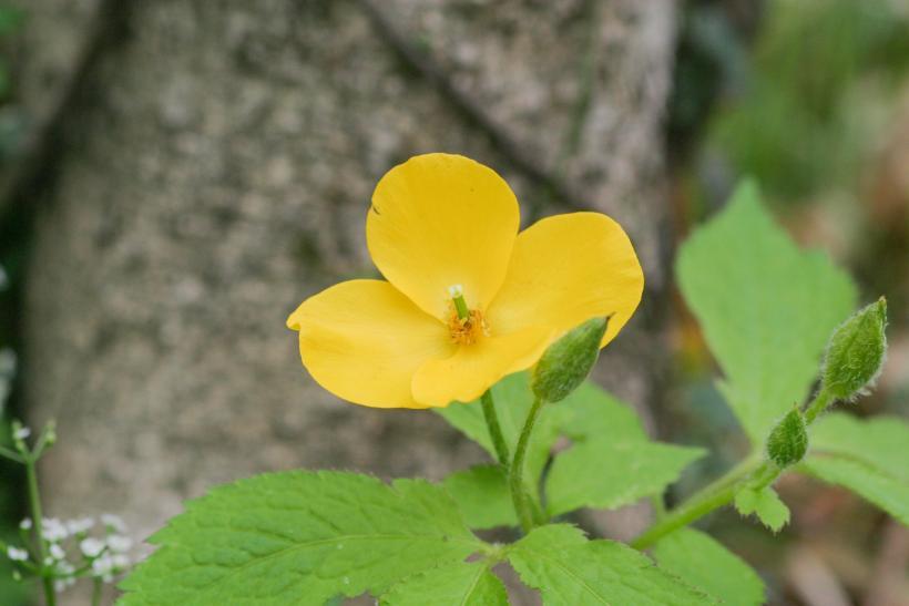 黄色の花がよく目立つヤマブキソウの写真